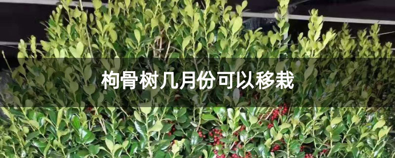枸骨樹幾月份可以移栽