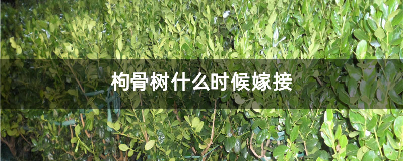 枸骨樹(shù)什么時(shí)候嫁接