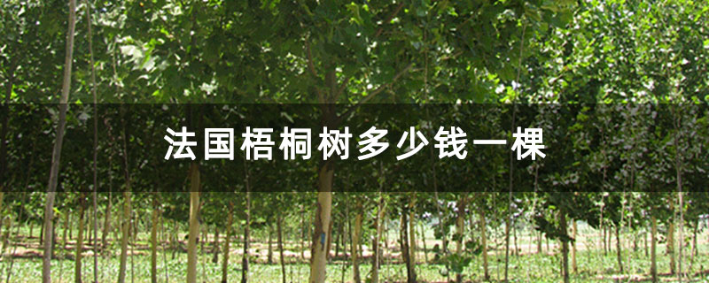 法國梧桐樹多少錢一棵