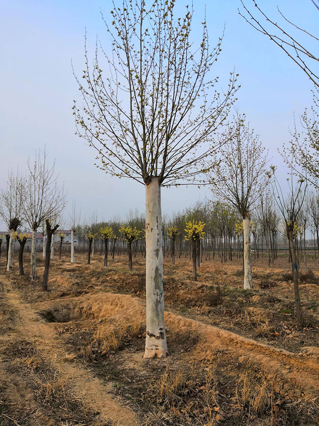 造型法桐小苗多少錢一棵?造型法桐小苗批發價格