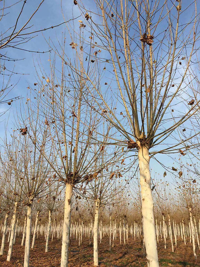 造型法桐小苗多少錢一棵?造型法桐小苗批發價格