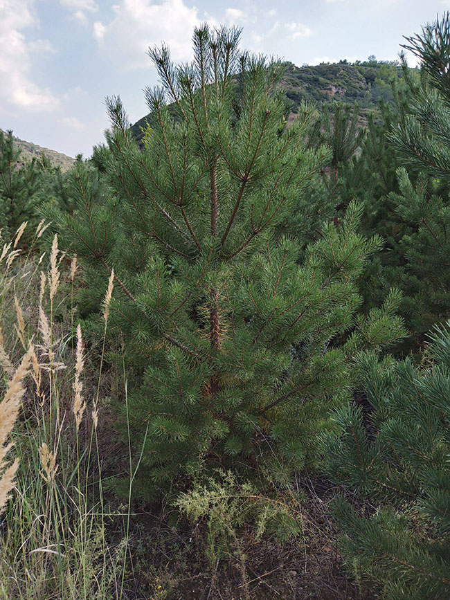 樟子松樹苗價格行情，2019年最新樟子松苗基地批發報價