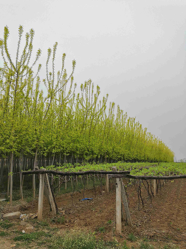 金葉復(fù)葉槭前景如何?金葉復(fù)葉槭的種植前景