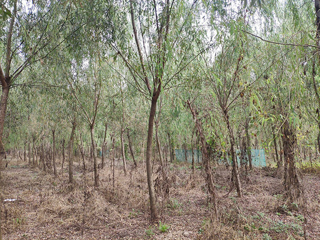 垂柳多少錢一棵?2020年垂柳價(jià)格最新價(jià)格