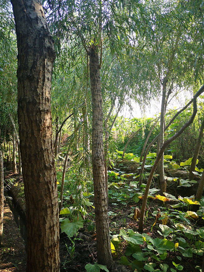 垂柳多少錢一棵?2020年垂柳價(jià)格最新價(jià)格