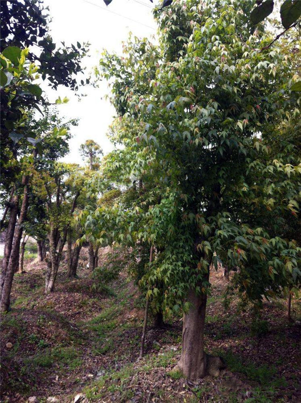 五角楓古樁樹(shù)圖片