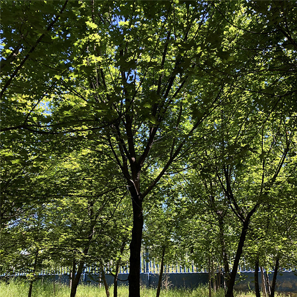 江蘇大型五角楓基地實拍圖