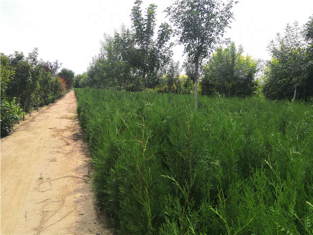 沭陽長景園林側柏種植基地實拍圖片