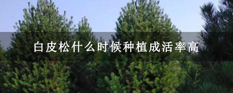 白皮松什么時候種植成活率高