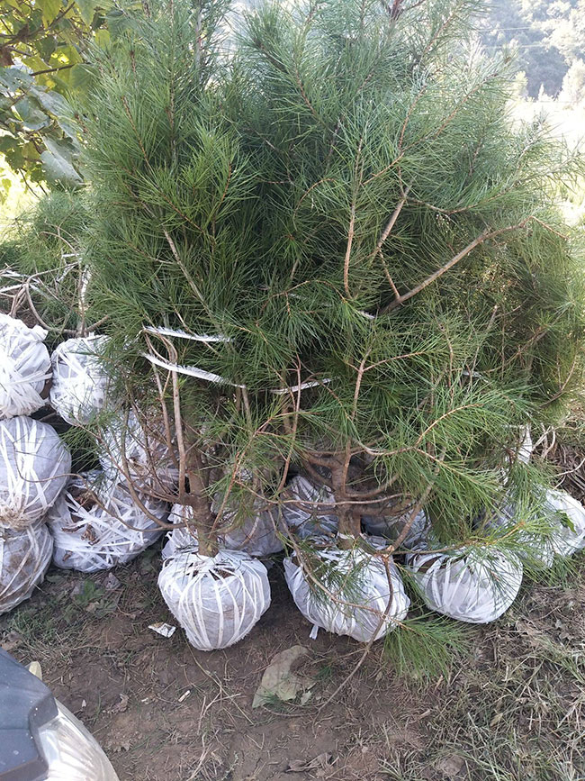 白皮松怎么種植?白皮松樹苗的種植管理技術