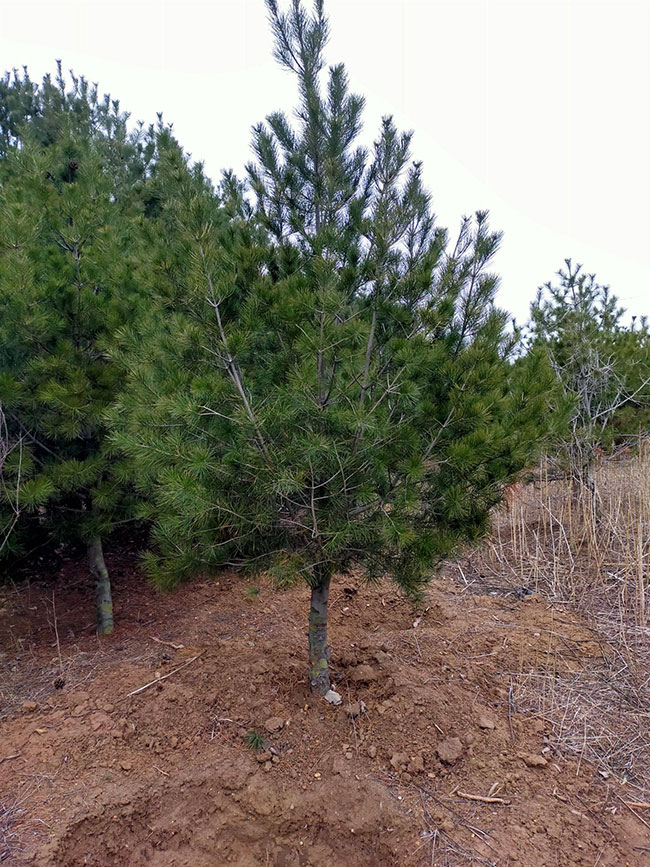 白皮松怎么種植?白皮松樹苗的種植管理技術