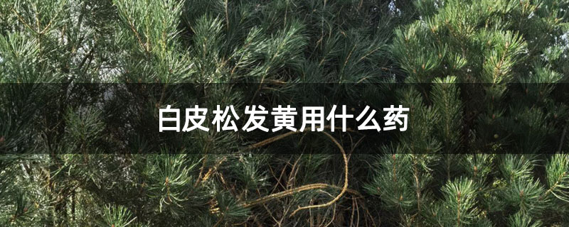 白皮松發黃用什么藥