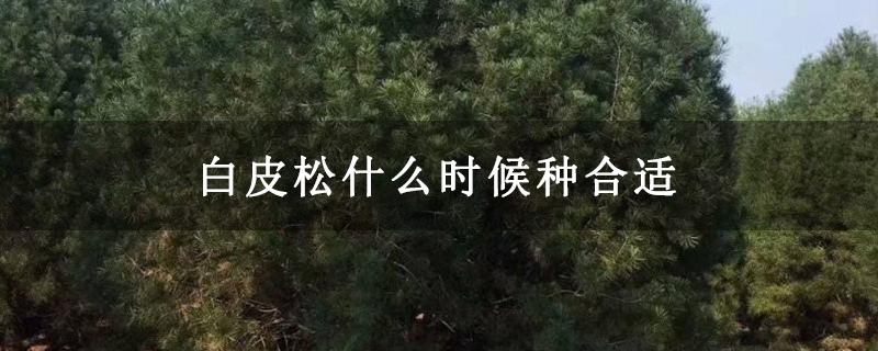 白皮松什么時候種合適