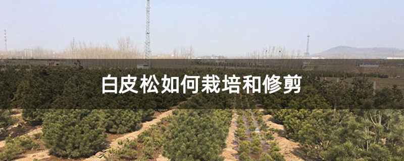 白皮松如何栽培和修剪