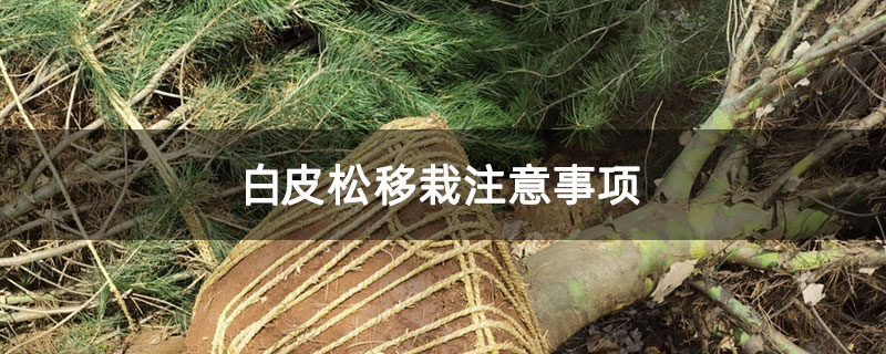 白皮松移栽注意事項