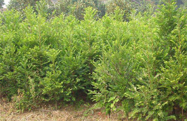 紅豆杉價格多少錢一棵?家庭紅豆杉的養殖方法