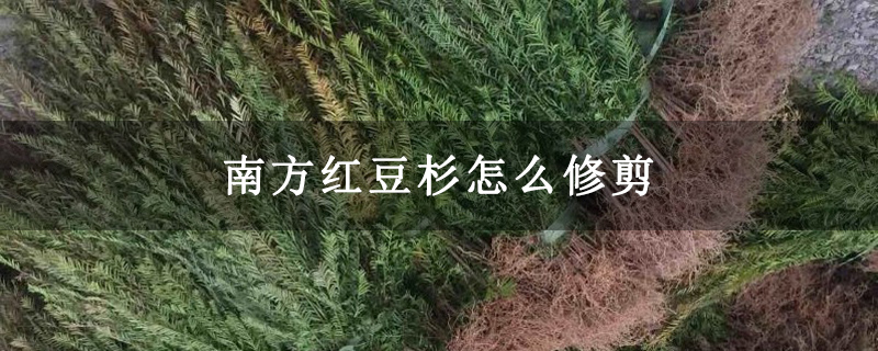 南方紅豆杉怎么修剪