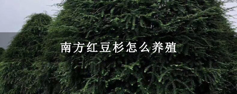 南方紅豆杉怎么養殖