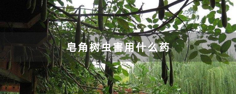 皂角樹蟲害用什么藥