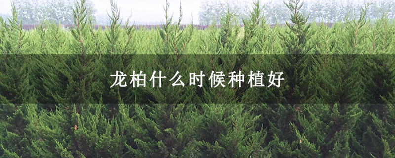 龍柏什么時候種植好