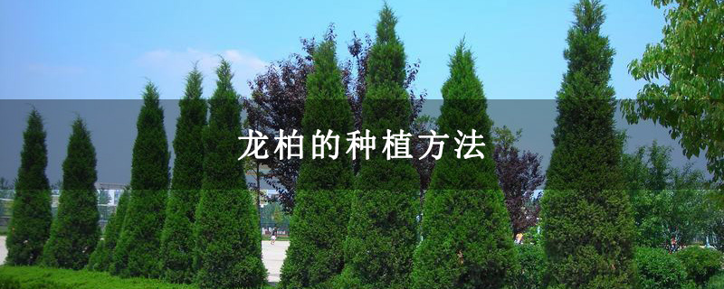 龍柏的種植方法