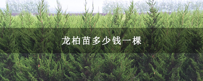 龍柏苗多少錢一棵