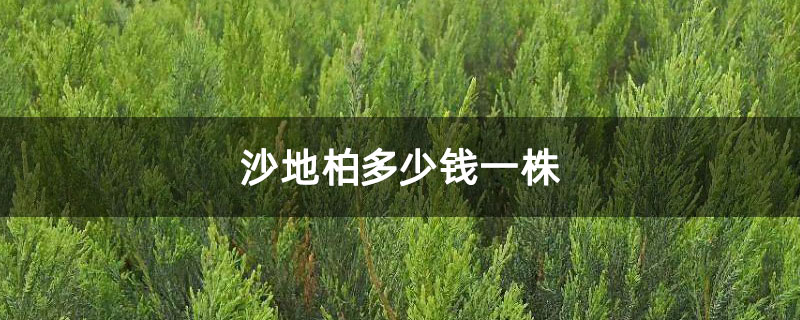 沙地柏多少錢一株