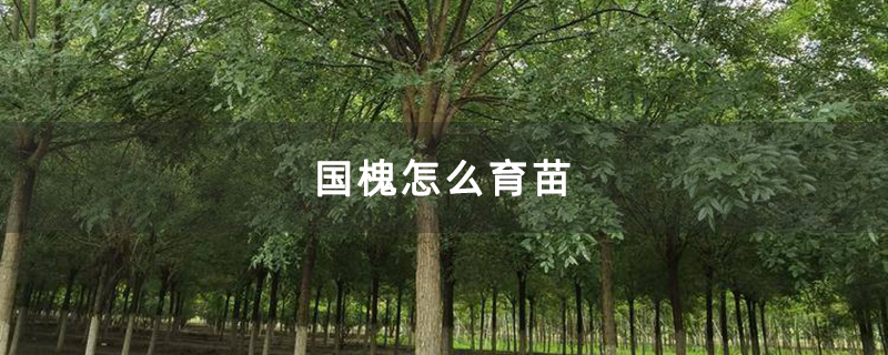 國槐怎么育苗