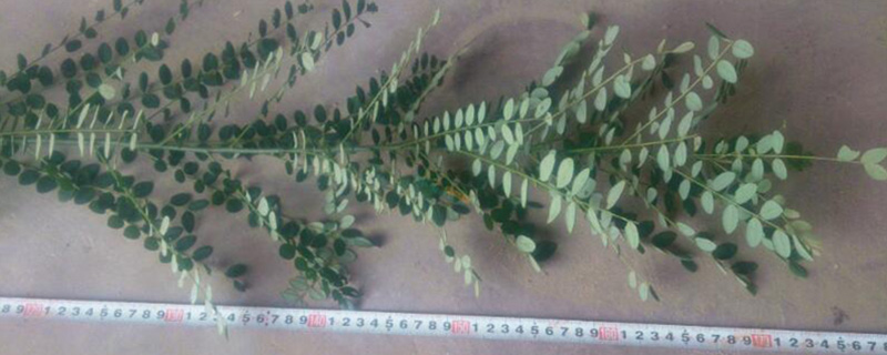 1公分國(guó)槐苗