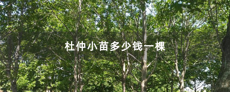 杜仲小苗多少錢(qián)一棵