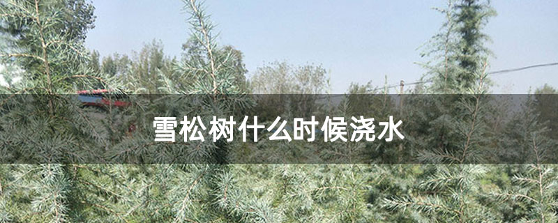 雪松樹什么時候澆水
