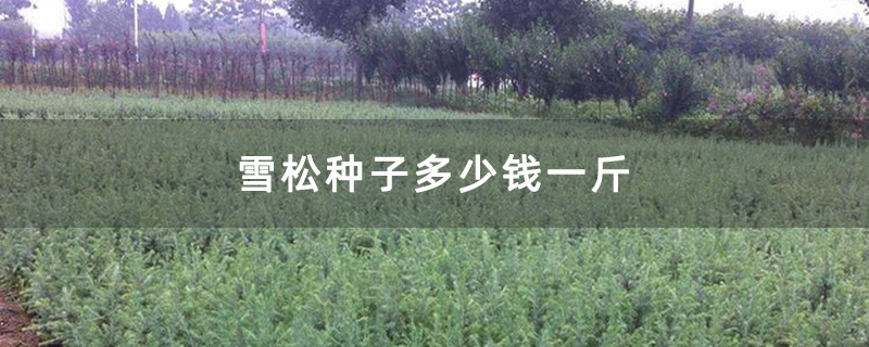 雪松小苗基地實拍圖