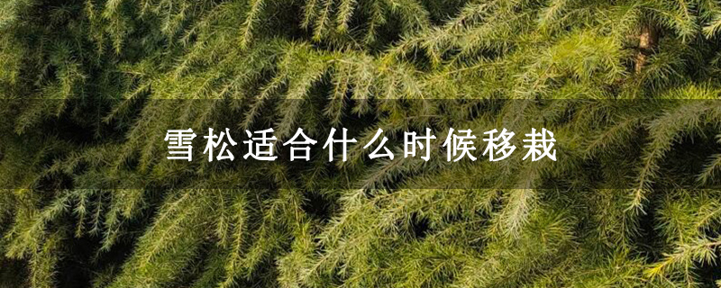 雪松適合什么時候移栽