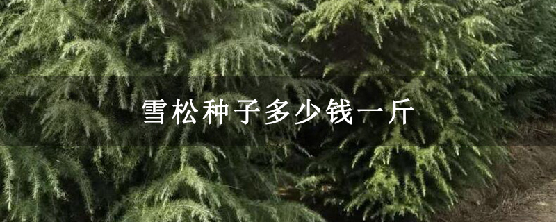 雪松種子多少錢一斤