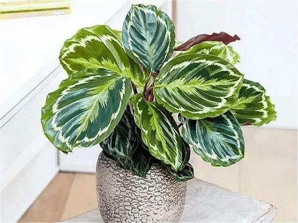 花葉竹芋盆栽
