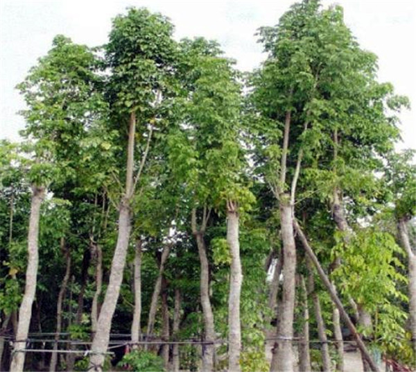 喜樹(shù)基地實(shí)拍圖