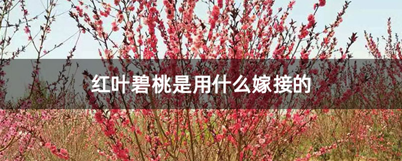 紅葉碧桃是用什么嫁接的