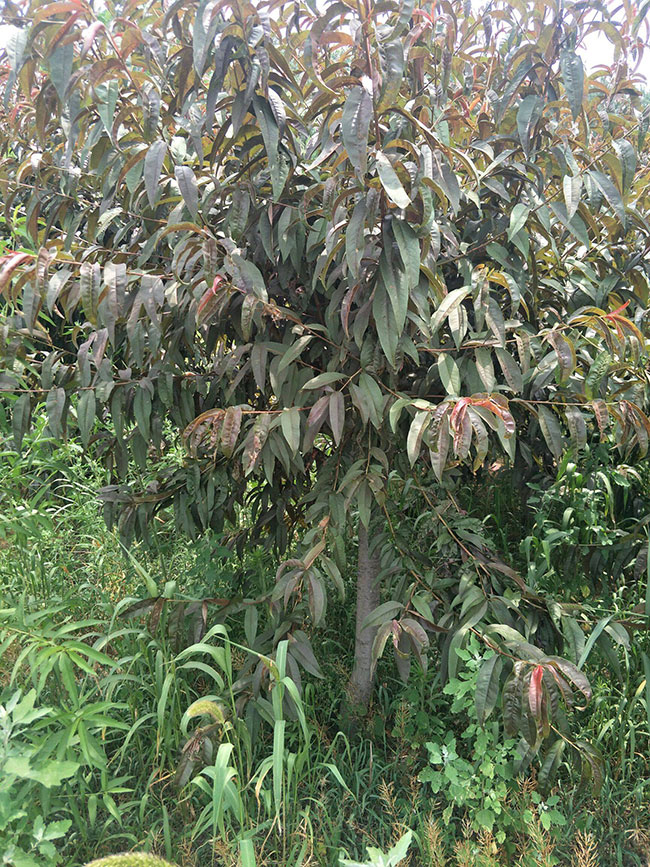 紅葉碧桃種子如何種植?紅葉碧桃種植經驗