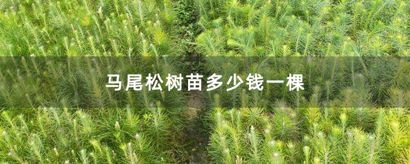 馬尾松樹苗多少錢一棵