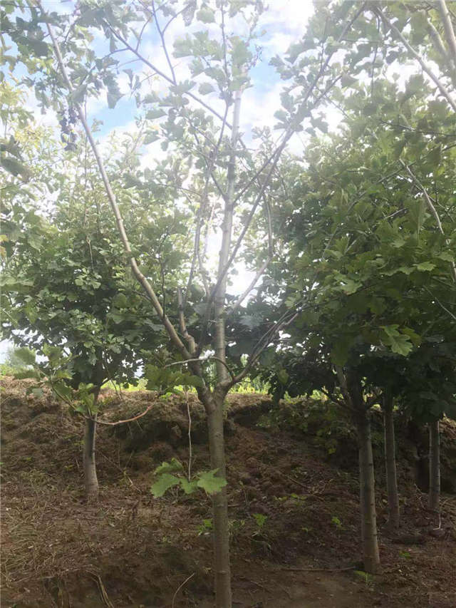 沭陽(yáng)長(zhǎng)景園林山楂種植基地實(shí)拍圖片