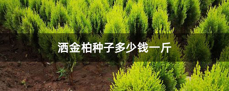灑金柏種子多少錢一斤