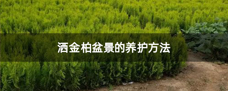 灑金柏盆景的養護方法