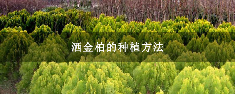 灑金柏的種植方法