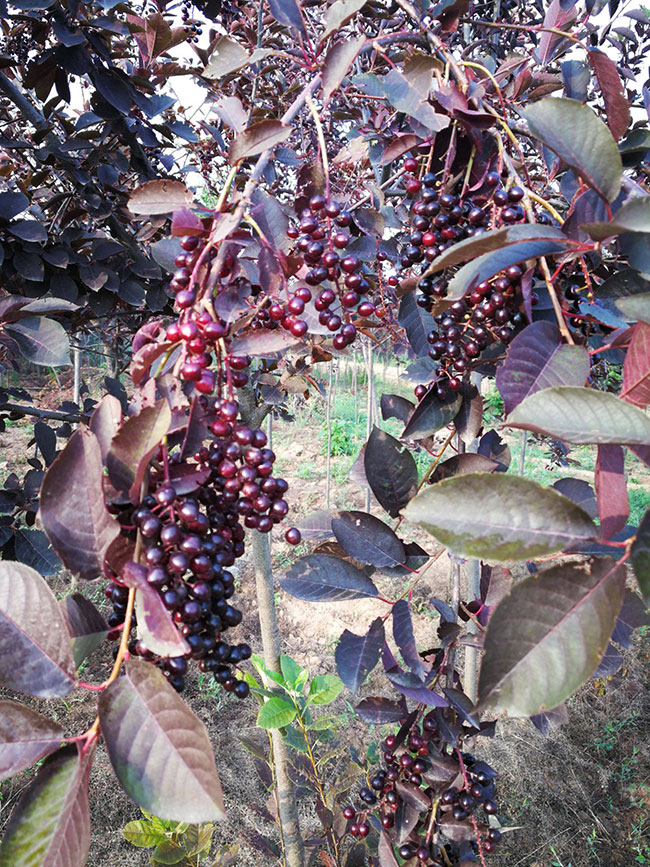 紫葉稠李種子幾月播種最好?紫葉稠李播種技術(shù)