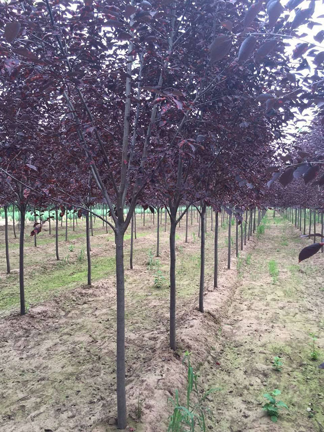 紫葉稠李種子幾月播種最好?紫葉稠李播種技術(shù)