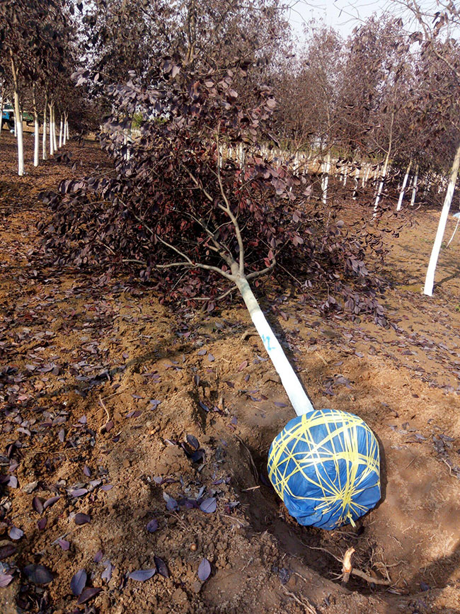 紫葉稠李花語是什么?紫葉稠李花語寓意和象征