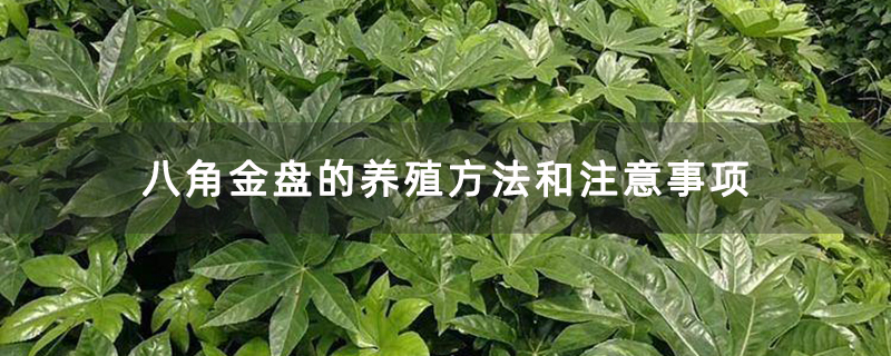 八角金盤的養殖方法和注意事項