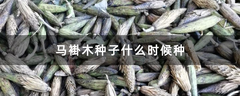 馬褂木種子什么時(shí)候種