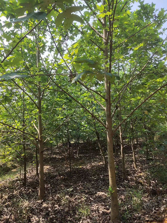 馬褂木價格 市場最新馬褂木價格行情