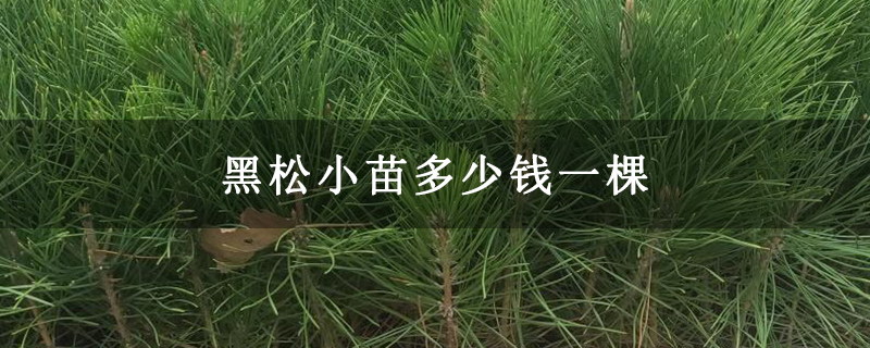 黑松小苗多少錢一棵